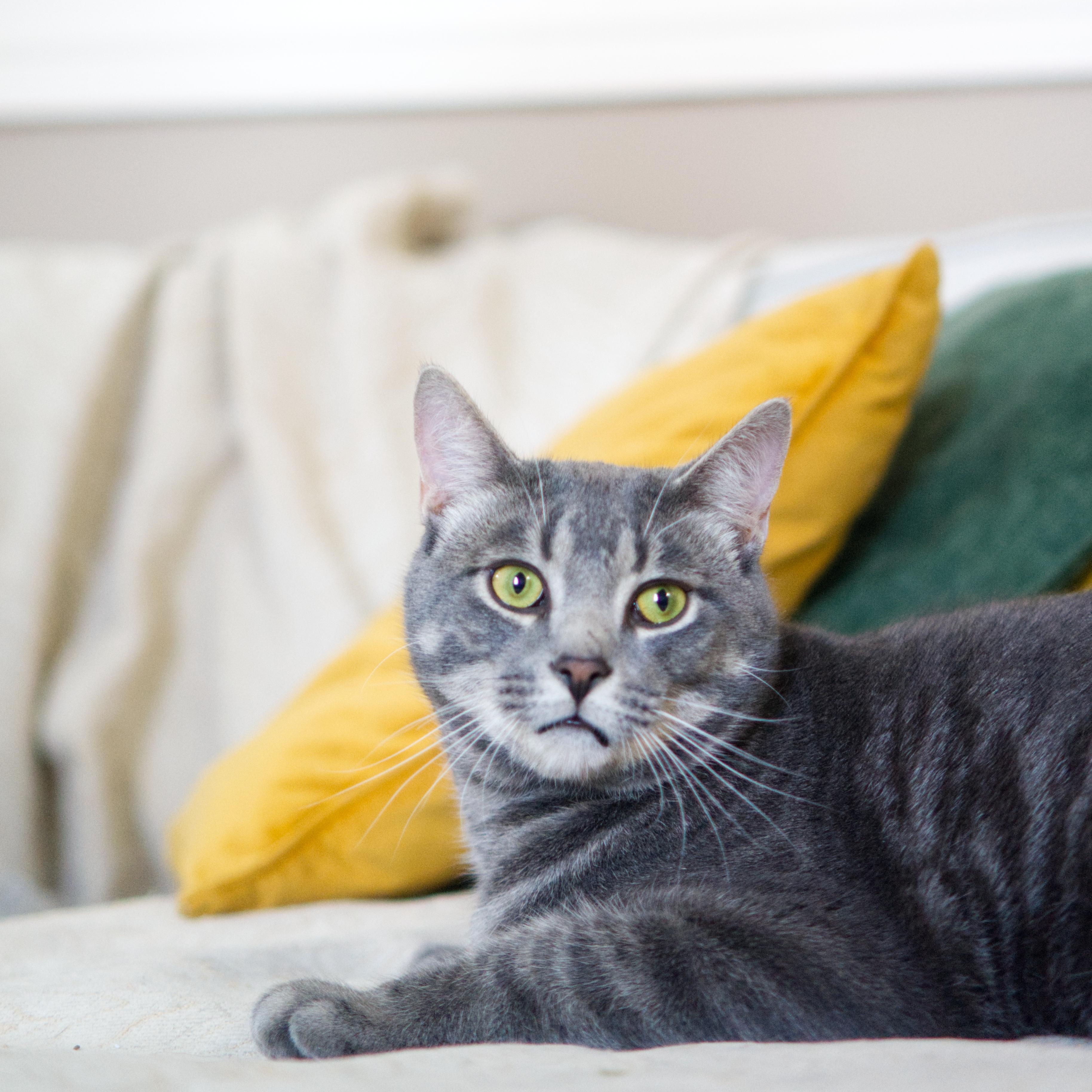 Enlarge Hsiao-hsien , a ADOPTABLE Domestic Short Hair in Montreal, QC image 3/4