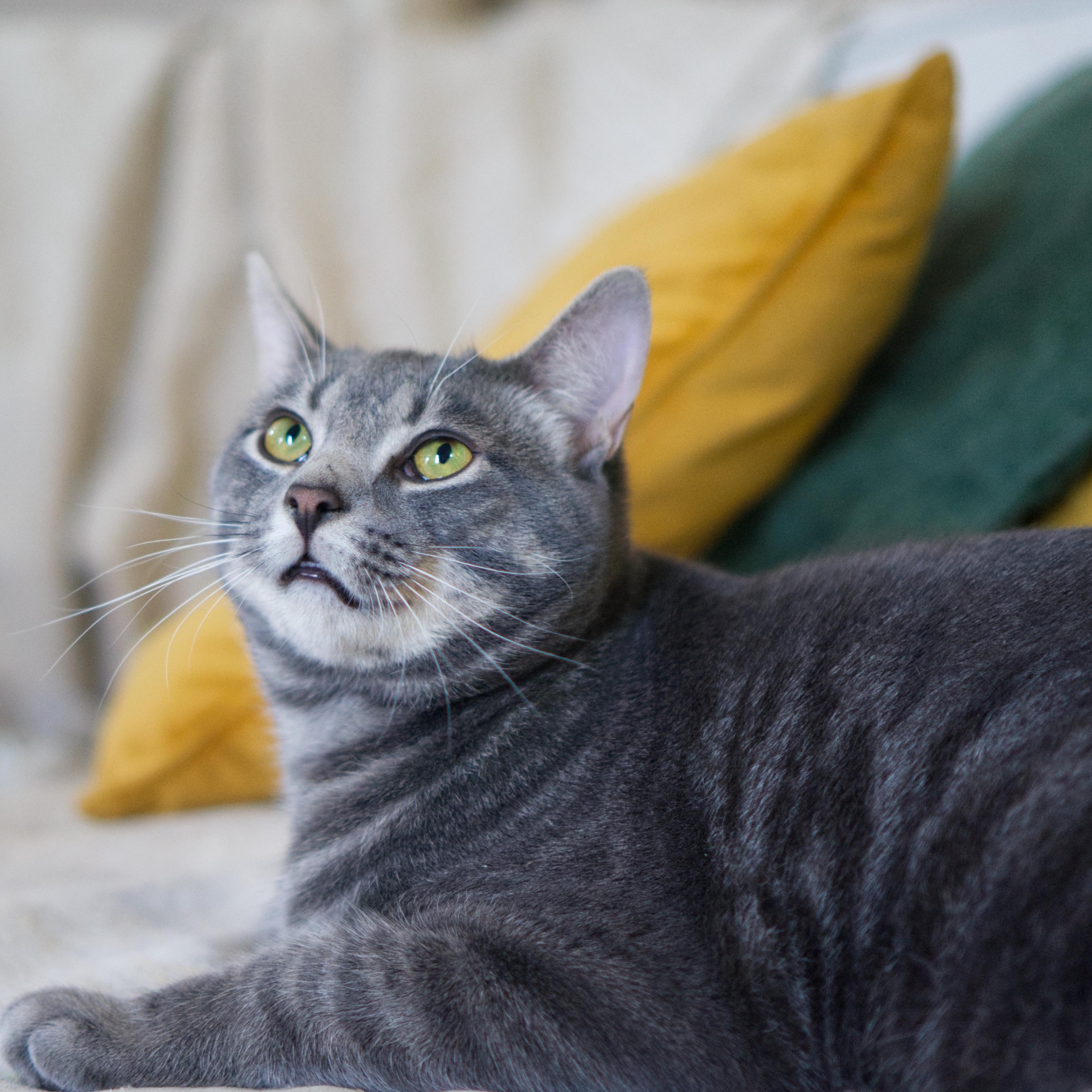 Enlarge Hsiao-hsien , a ADOPTABLE Domestic Short Hair in Montreal, QC image 2/4