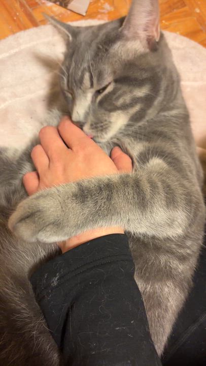 Enlarge Hsiao-hsien , a ADOPTABLE Domestic Short Hair in Montreal, QC video 4/4