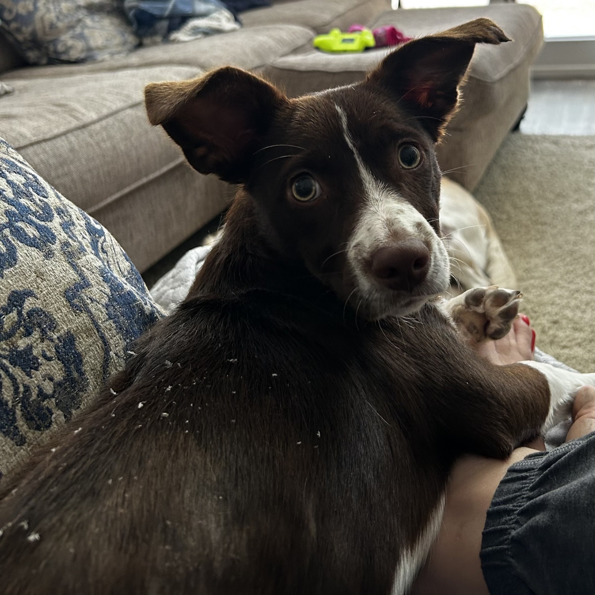 Dog for adoption Noel, a Terrier Mix in Northwood, NH Petfinder