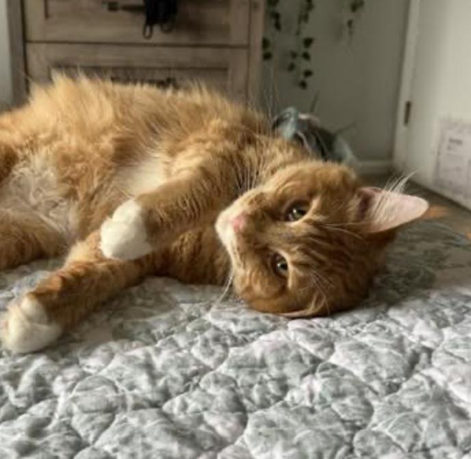 Enlarge Morgan, an adopted Maine Coon in Cincinnati, OH image 2/6