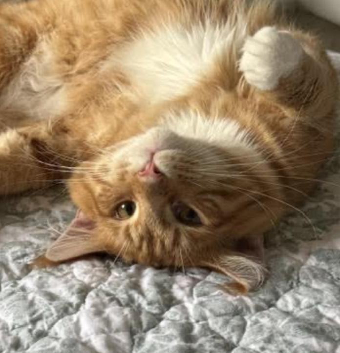 Enlarge Morgan, an adopted Maine Coon in Cincinnati, OH image 1/6