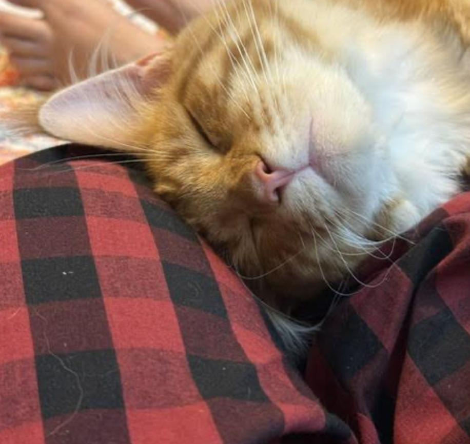 Enlarge Morgan, an adopted Maine Coon in Cincinnati, OH image 6/6