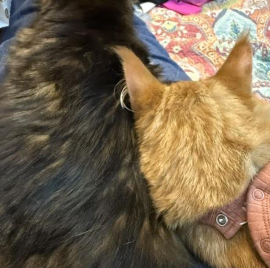 Enlarge Morgan, an adopted Maine Coon in Cincinnati, OH image 4/6