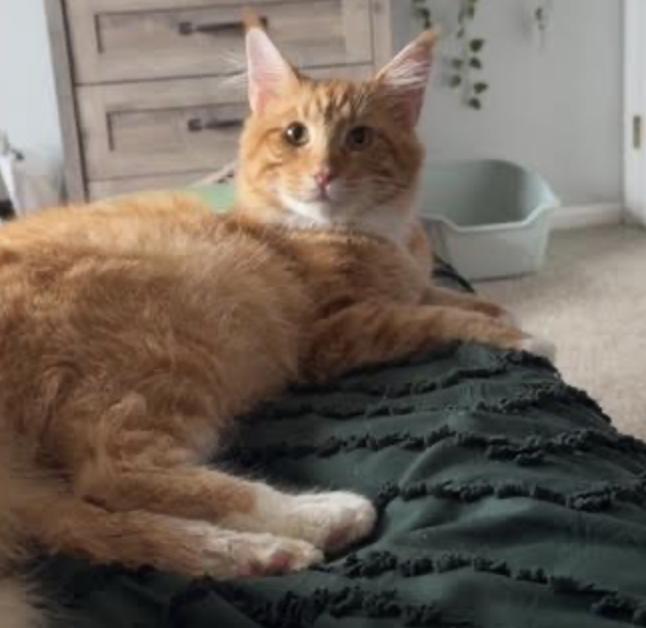Enlarge Morgan, an adopted Maine Coon in Cincinnati, OH image 5/6
