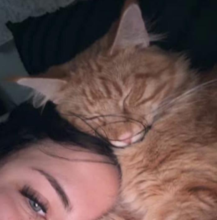 Enlarge Morgan, an adopted Maine Coon in Cincinnati, OH image 3/6