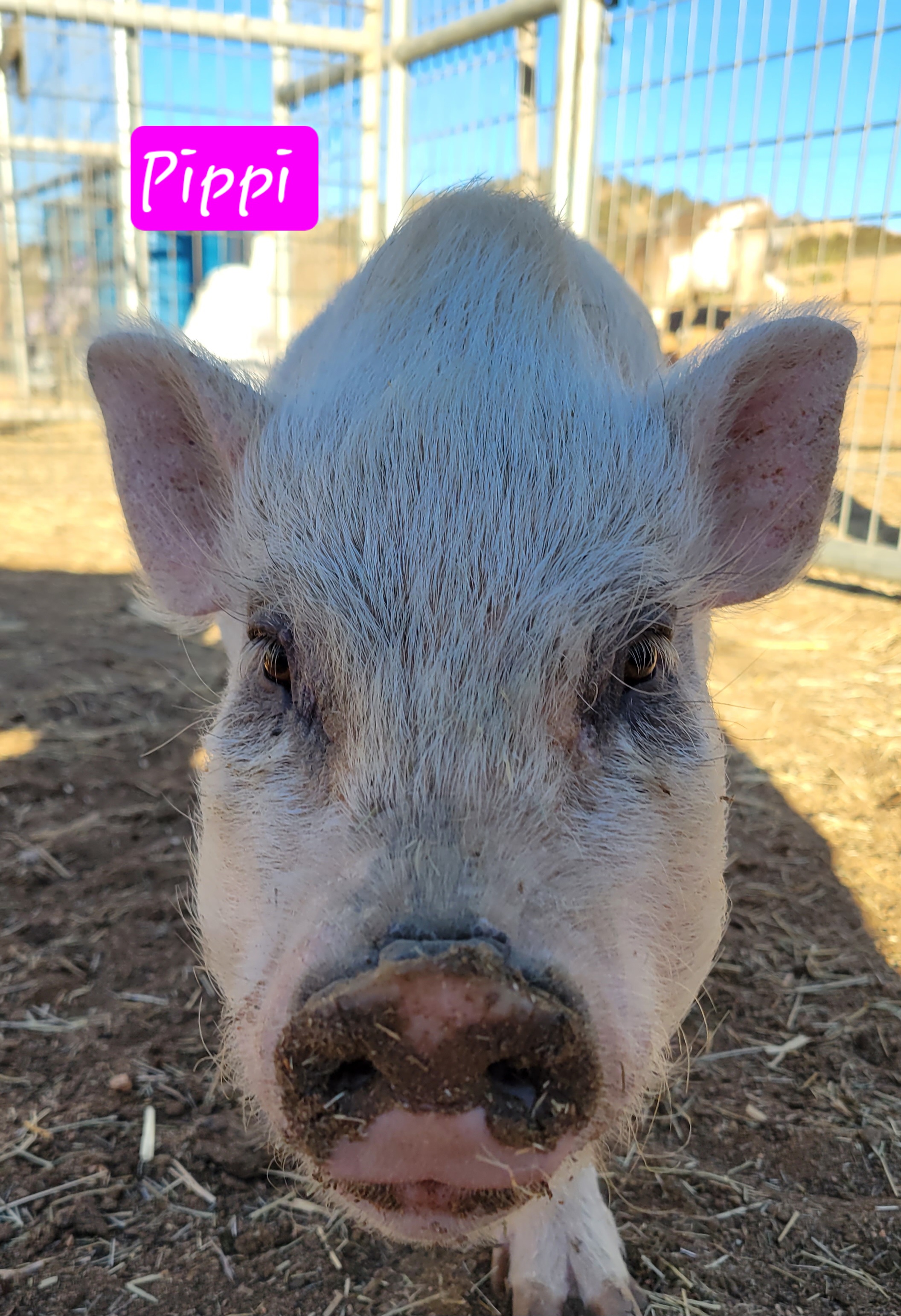 Pippi, a Adoptable Pot Bellied in Agua Dulce, CA image 3/3