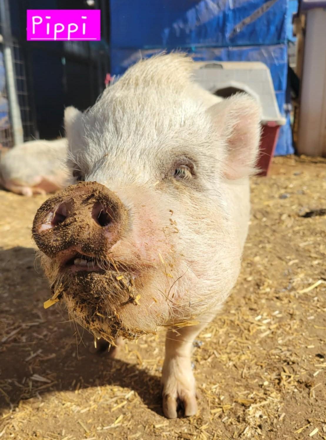 Pippi, a Adoptable Pot Bellied in Agua Dulce, CA image 1/3