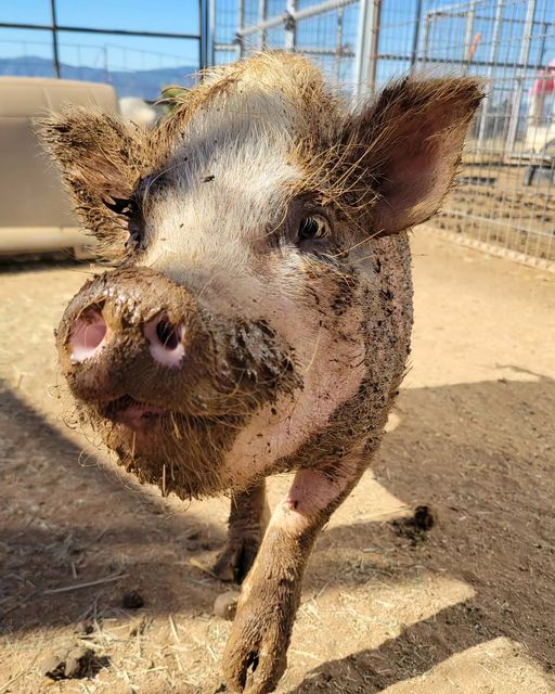 Pippi, a Adoptable Pot Bellied in Agua Dulce, CA image 2/3