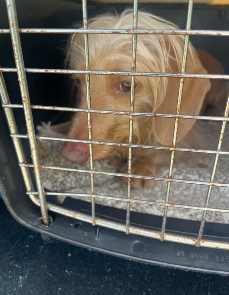 AD Molly, Adoptable, Adult Female Dachshund.