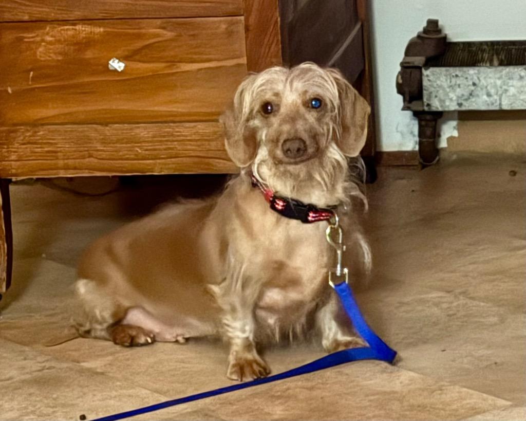 Enlarge AD Molly, a Adoptable Dachshund in Ashland, WI image 2/2