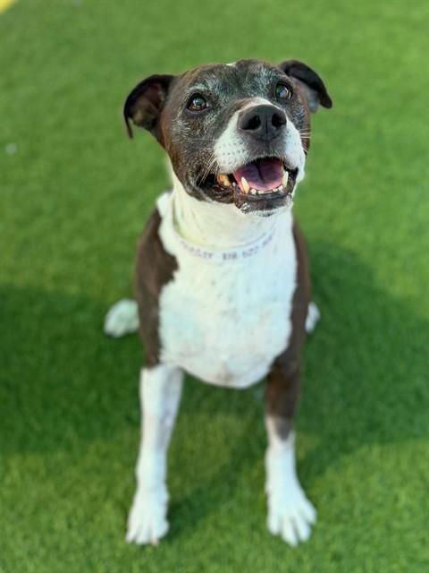 Enlarge ZINO, a Adoptable mixed breed in Agoura, CA image 1/1