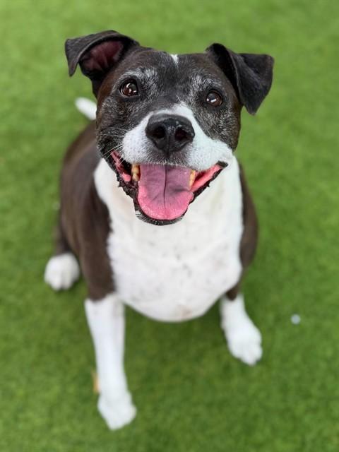 ZINO, Adoptable, Adult Male German Shepherd Dog & Husky.