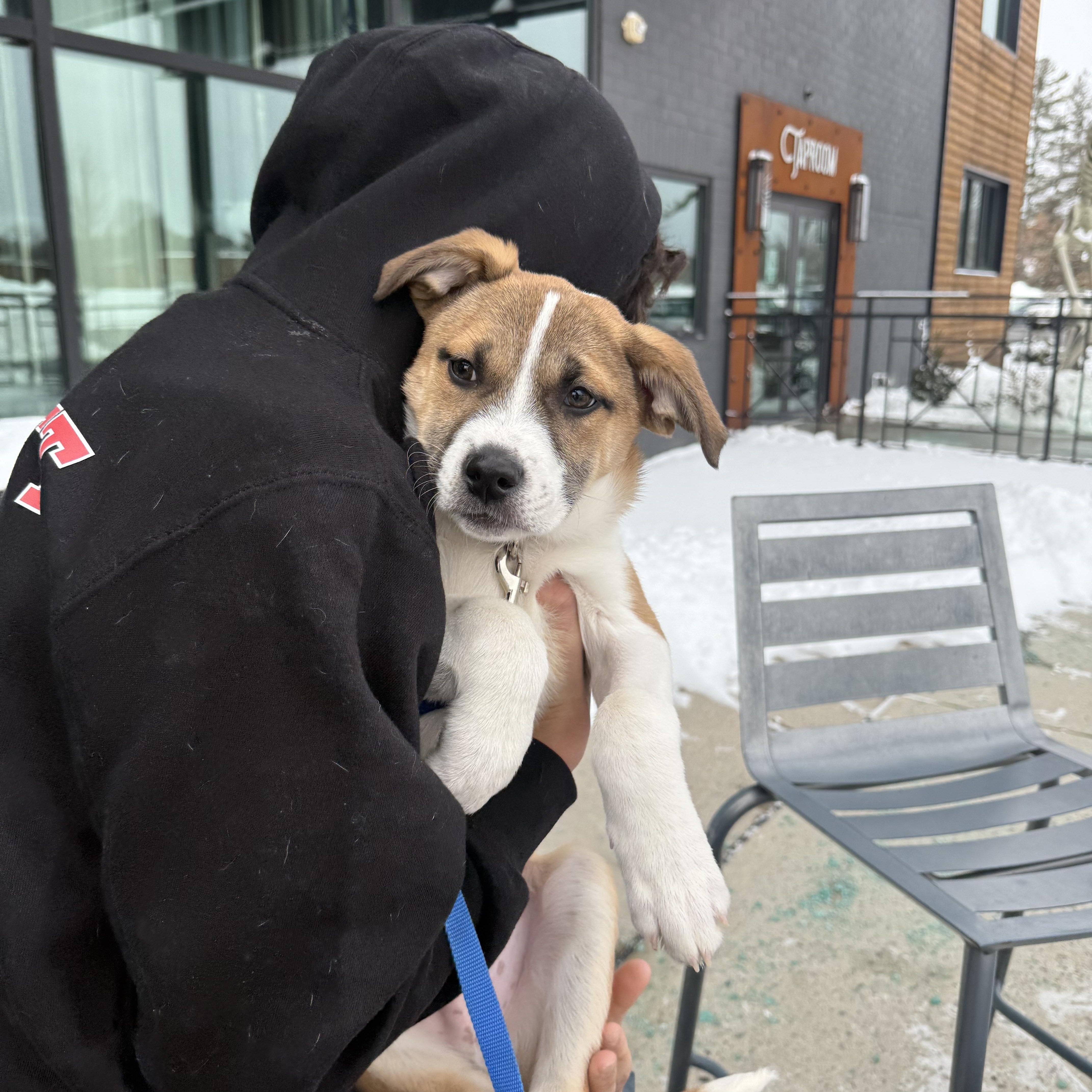 Enlarge Mosko, a ADOPTABLE mixed breed in Suffield, CT image 2/2