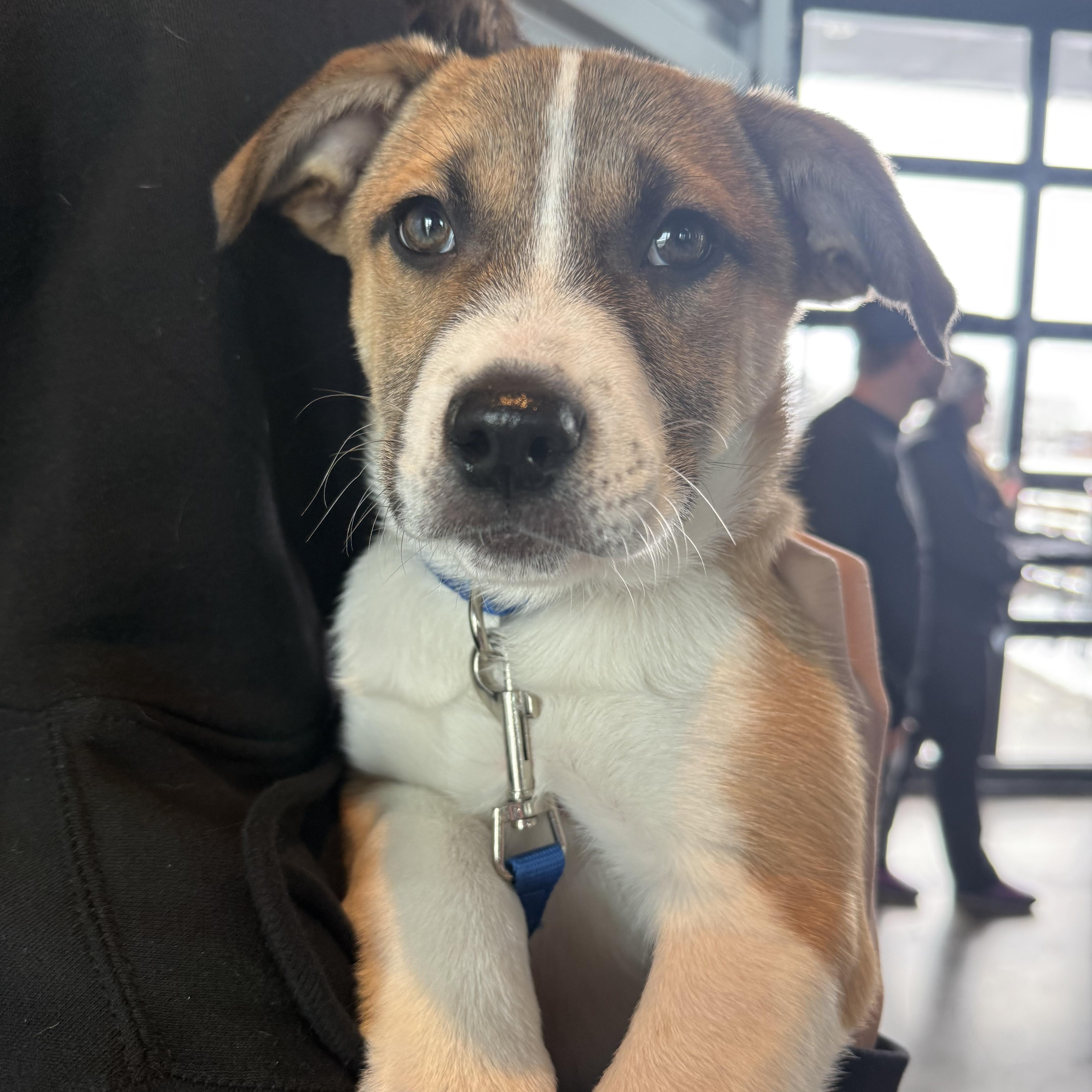 Mosko, ADOPTABLE, Puppy Male Terrier.