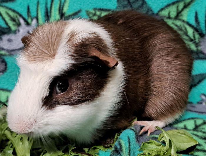 Harry, a ADOPTABLE Guinea Pig in Gary, IN image 3/3