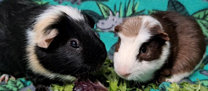 Harry, a ADOPTABLE Guinea Pig in Gary, IN image 2/3
