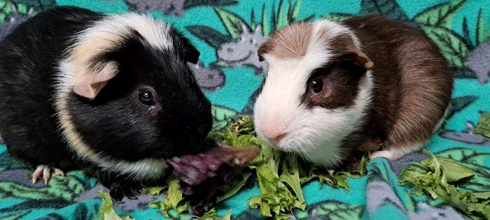 Harry, a ADOPTABLE Guinea Pig in Gary, IN image 1/3