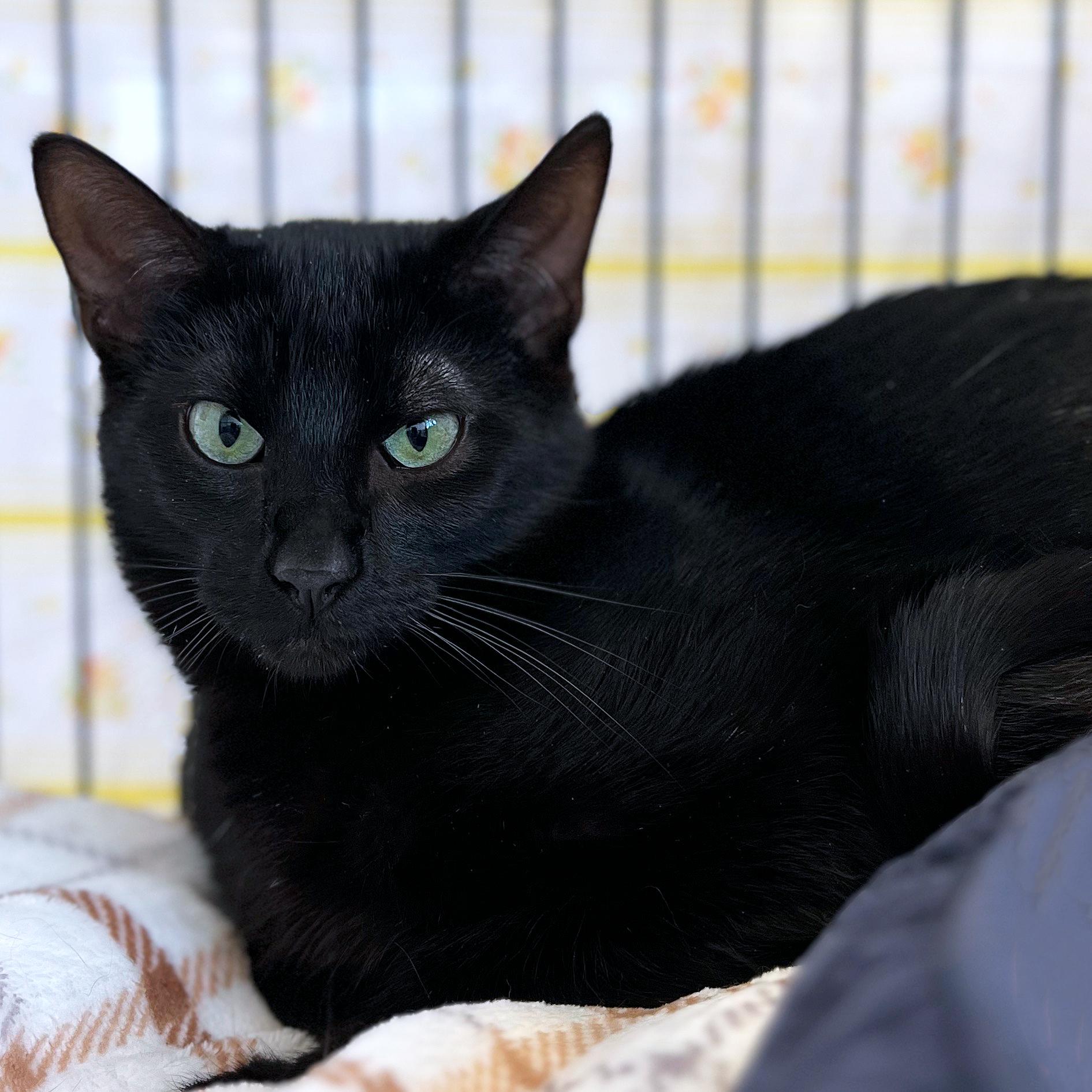 Ink, ADOPTABLE, Young Male Domestic Short Hair.