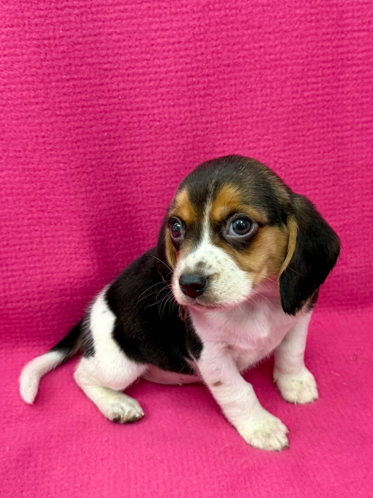 Flower, Adoptable, Puppy Female Beagle.