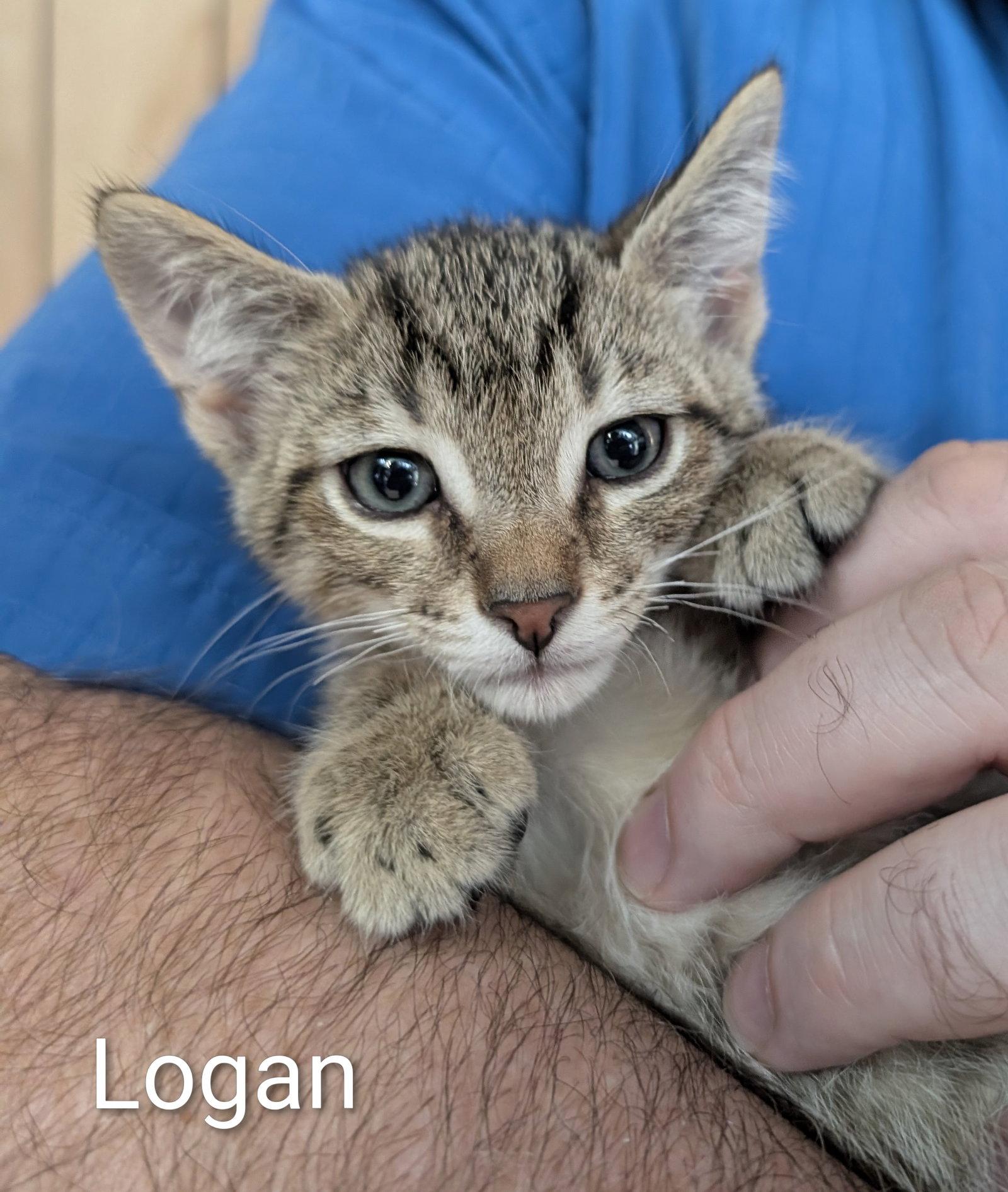 Logan 5.23.26, Adoptable, Kitten Male Domestic Short Hair.