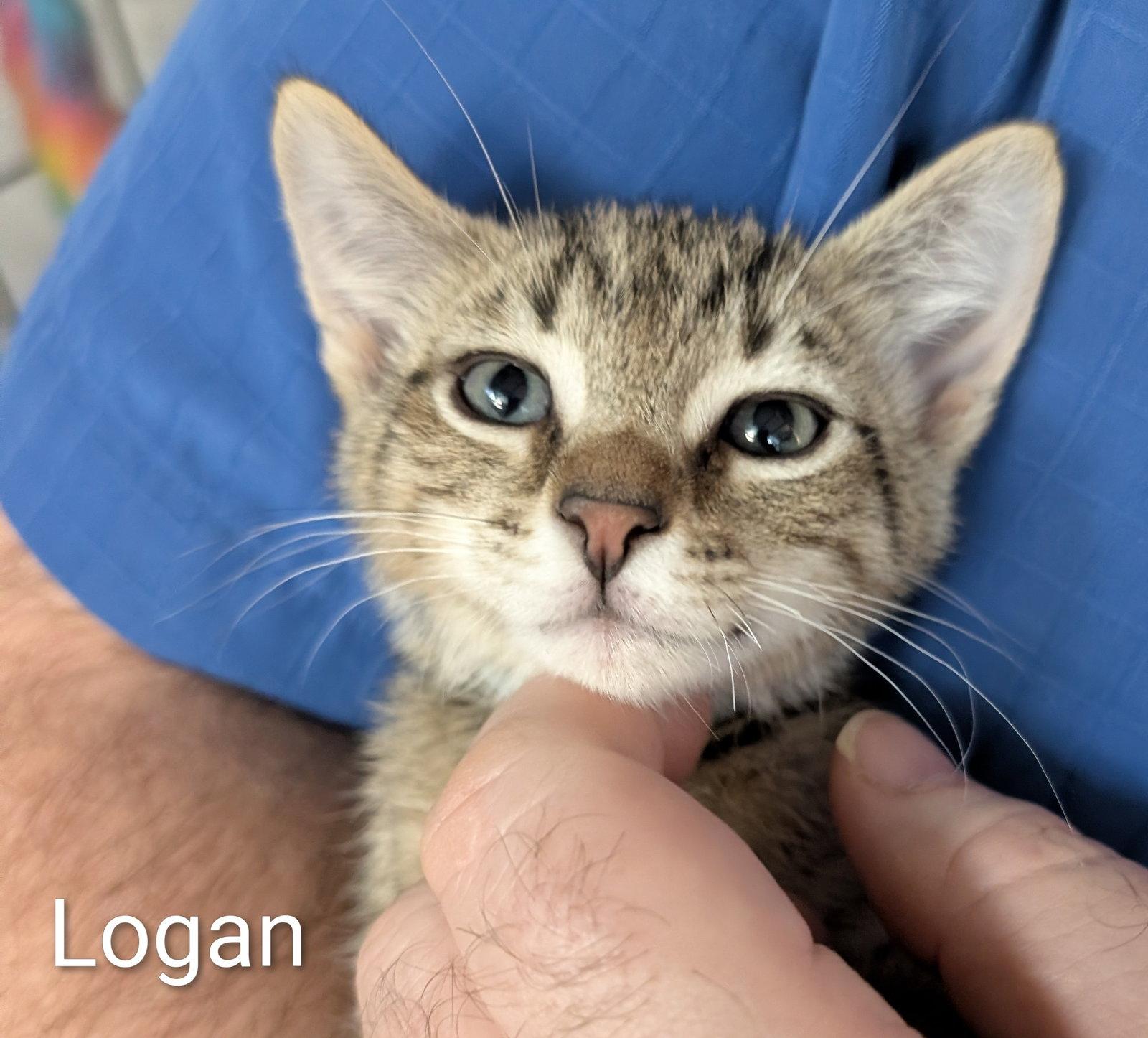 Logan 5.23.26, a Adoptable Domestic Short Hair in Apopka, FL image 2/3