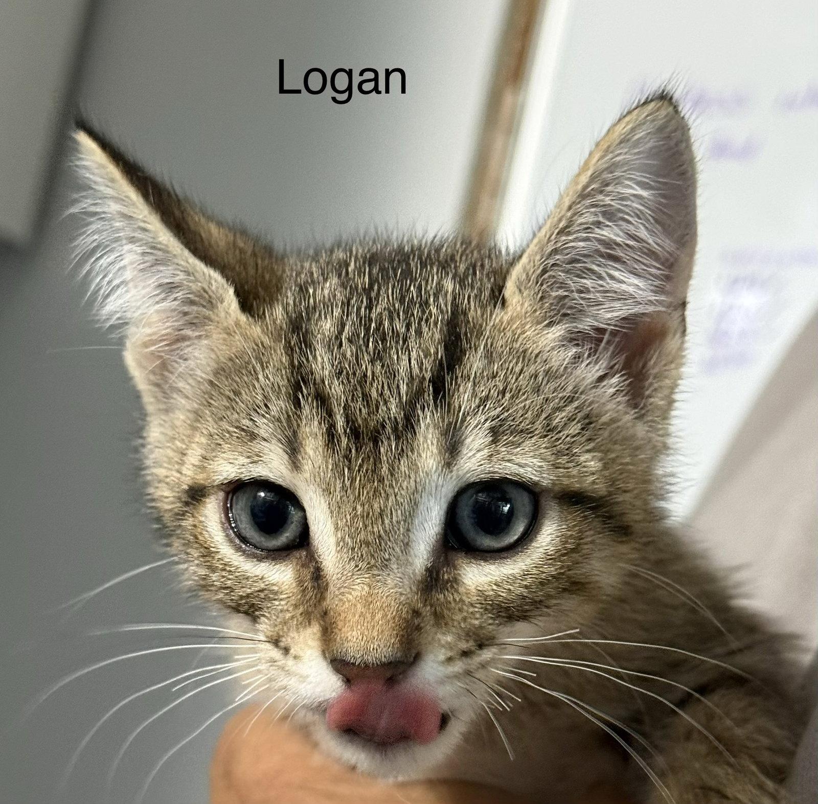 Logan 5.23.26, a Adoptable Domestic Short Hair in Apopka, FL image 3/3