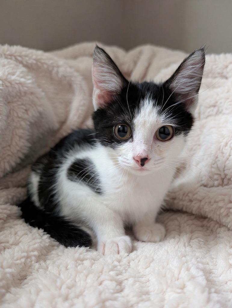 Enlarge POCKET, a Adoptable mixed breed in Wintersville, OH image 1/2