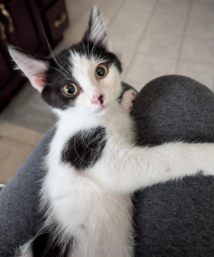 Enlarge POCKET, a Adoptable mixed breed in Wintersville, OH image 2/2