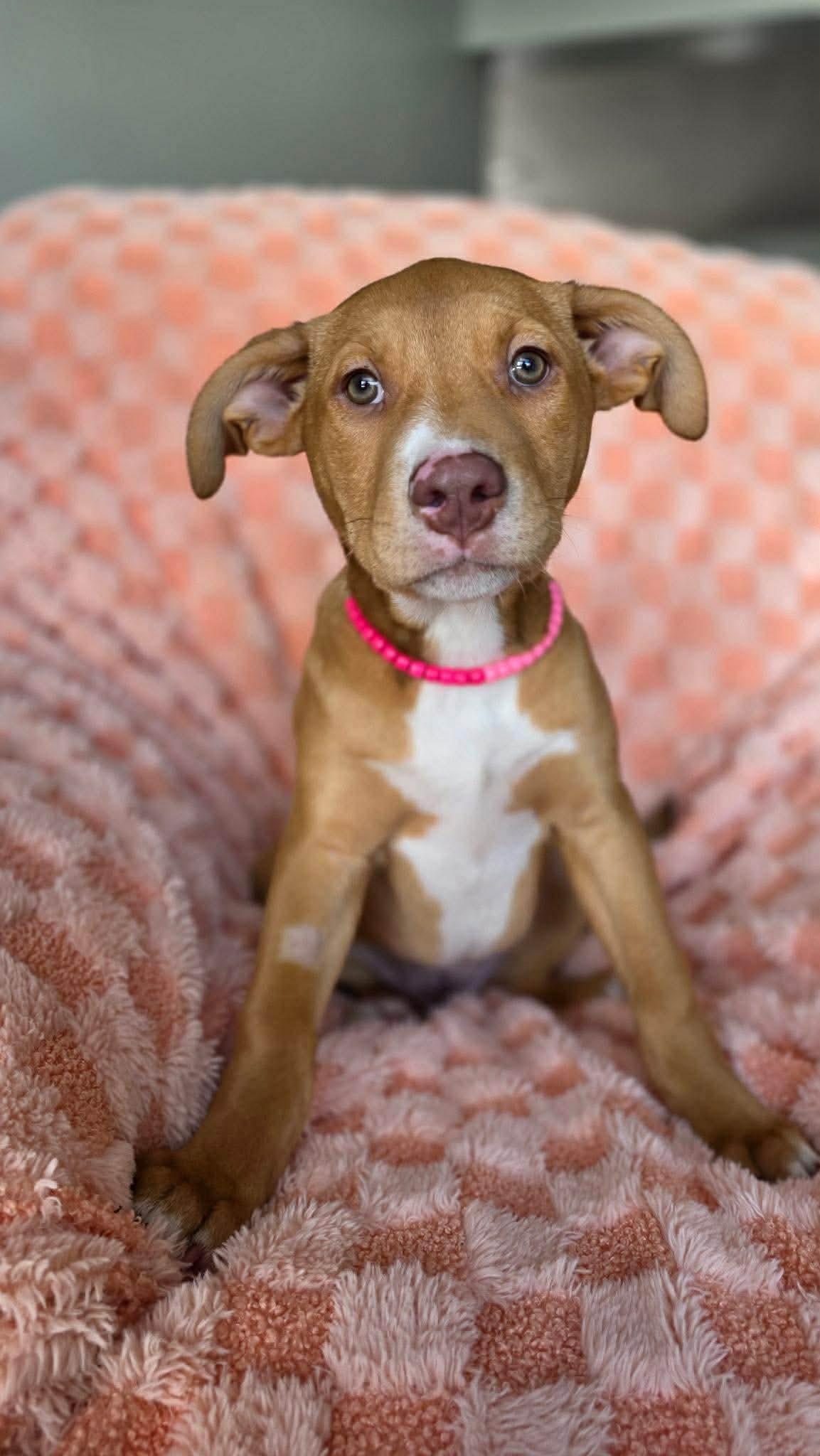 Phoebe, Adoptable, Young Female Pit Bull Terrier.