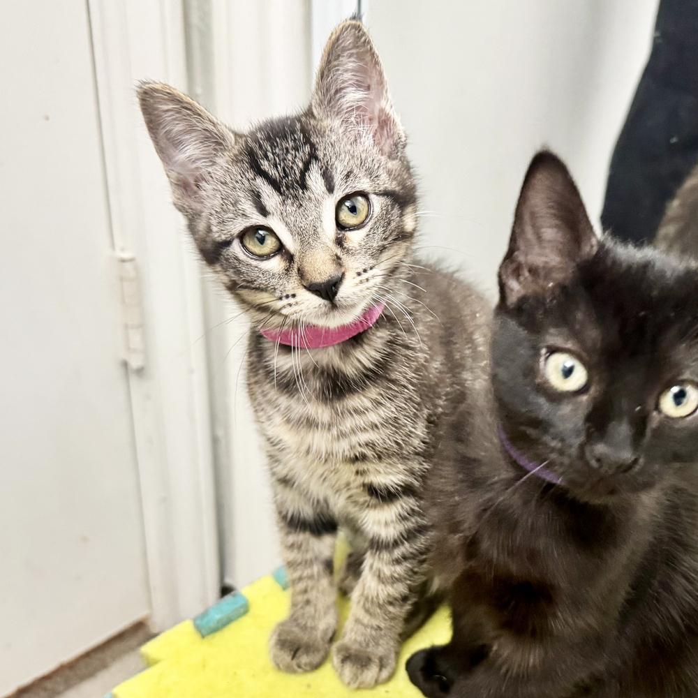 Pippa — thumbnail 2