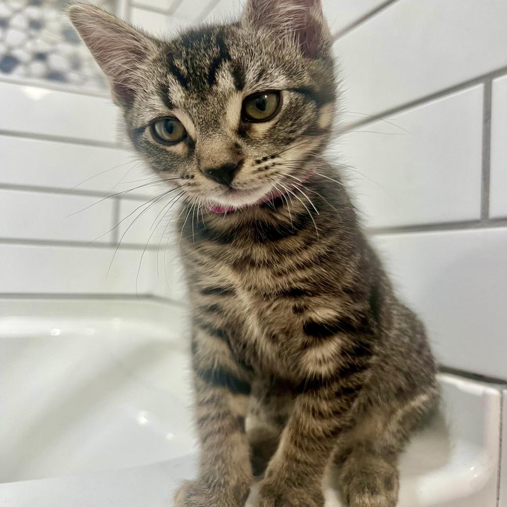 Pippa — thumbnail 3