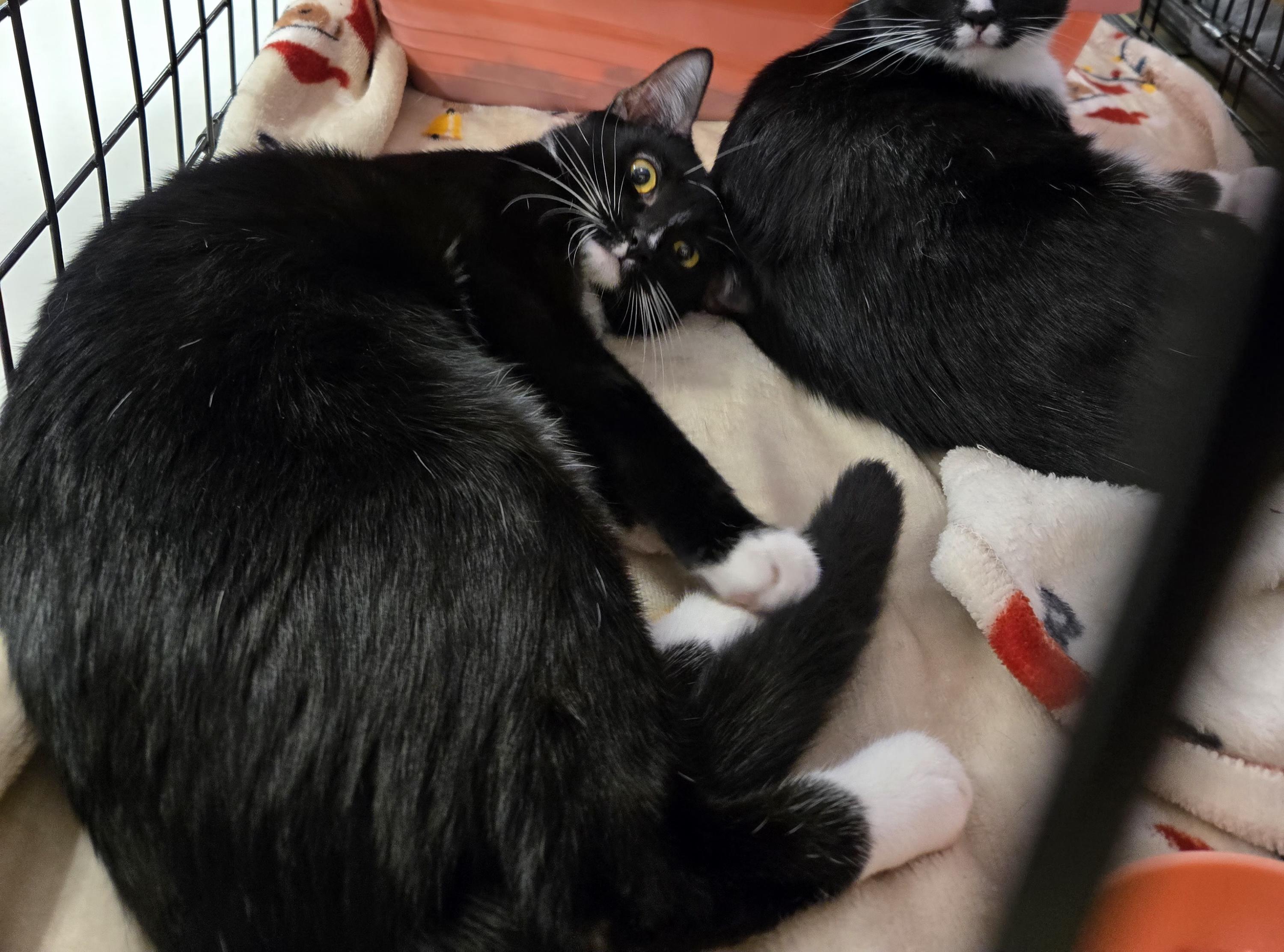 Enlarge EVEREST, a Adoptable Tuxedo in AUBURNDALE, FL image 1/1