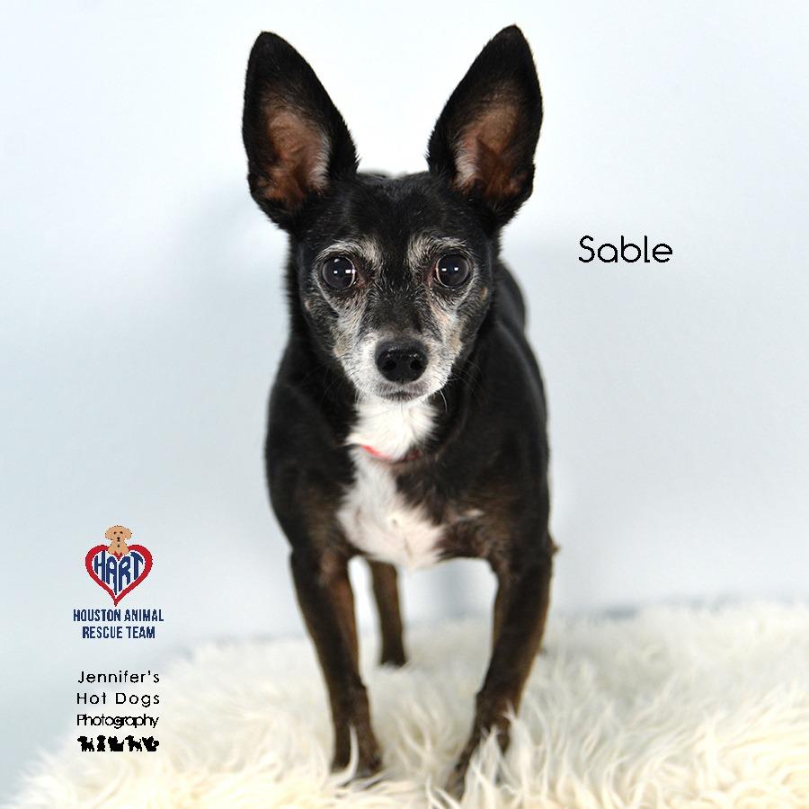 Enlarge Sable, a Adoptable mixed breed in Tomball, TX image 1/1