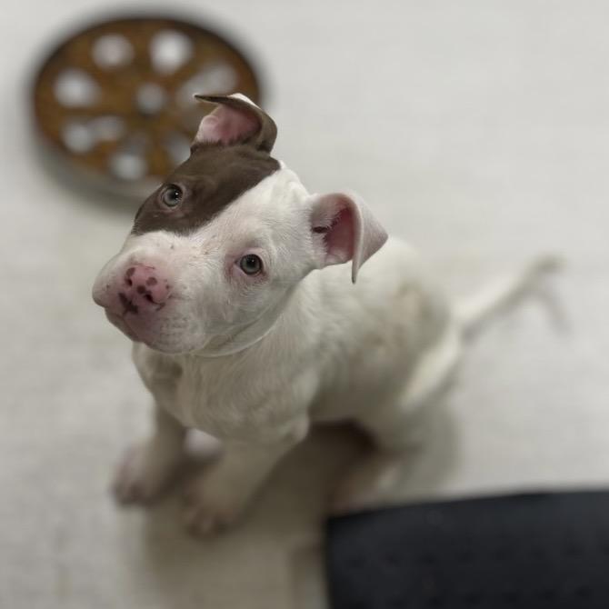 Muenster, Adoptable, Puppy Male Pit Bull Terrier & Dogo Argentino.