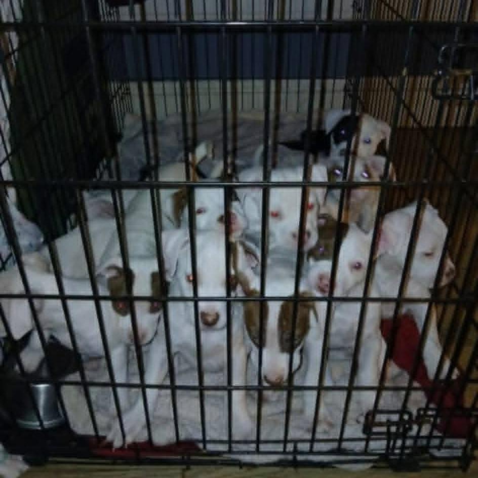 Enlarge Muenster, a Adoptable mixed breed in Shinnston, WV image 2/2