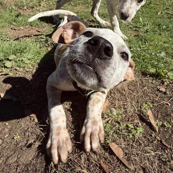 Enlarge Audi (Battle Ground, WA) - ADOPTED, a Adoptable mixed breed in Vancouver, WA image 4/5