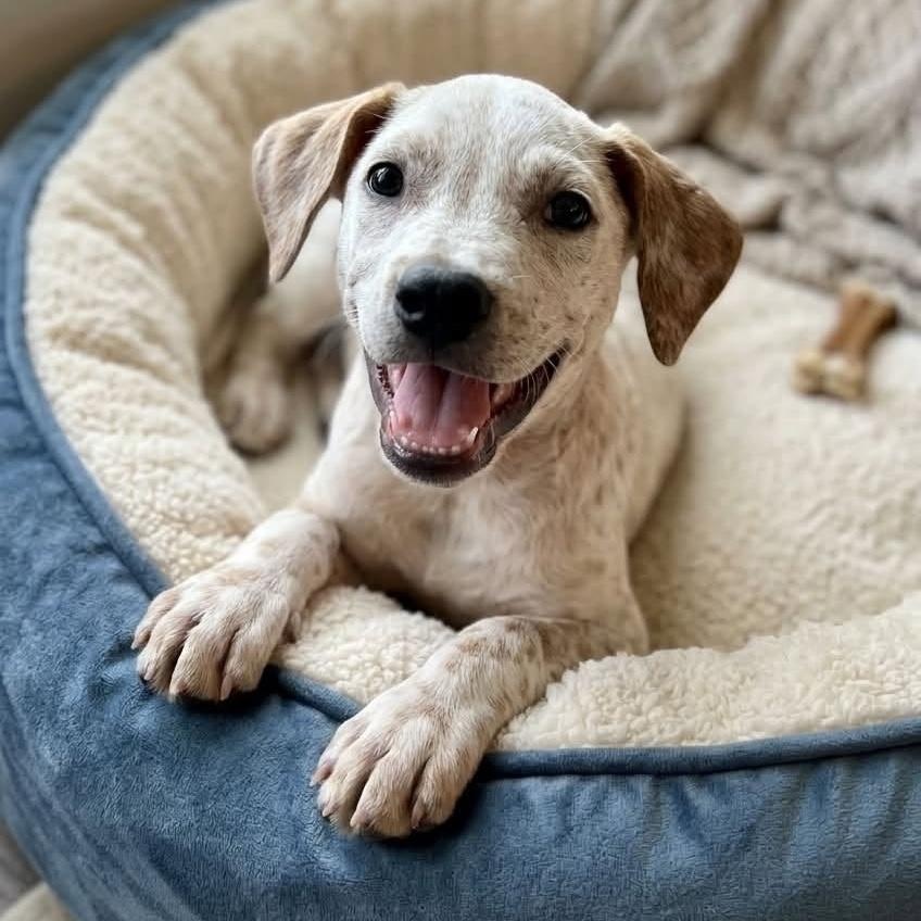 Audi (Battle Ground, WA) - ADOPTED, Adoptable, Puppy Female Australian Cattle Dog / Blue Heeler & Cattle Dog.