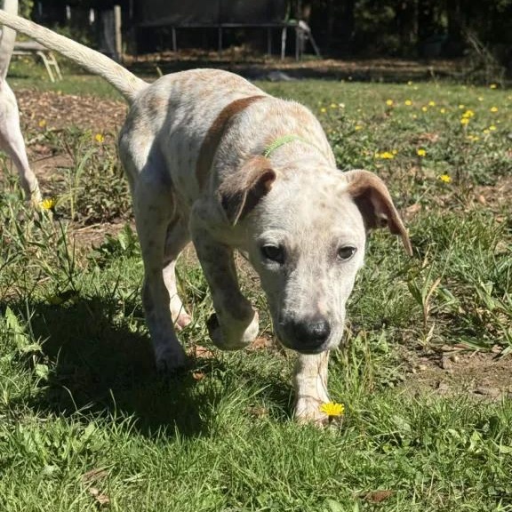 Enlarge Audi (Battle Ground, WA) - ADOPTED, a Adoptable mixed breed in Vancouver, WA image 5/5