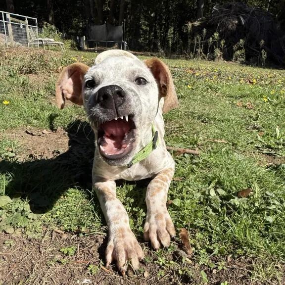Enlarge Audi (Battle Ground, WA) - ADOPTED, a Adoptable mixed breed in Vancouver, WA image 2/5