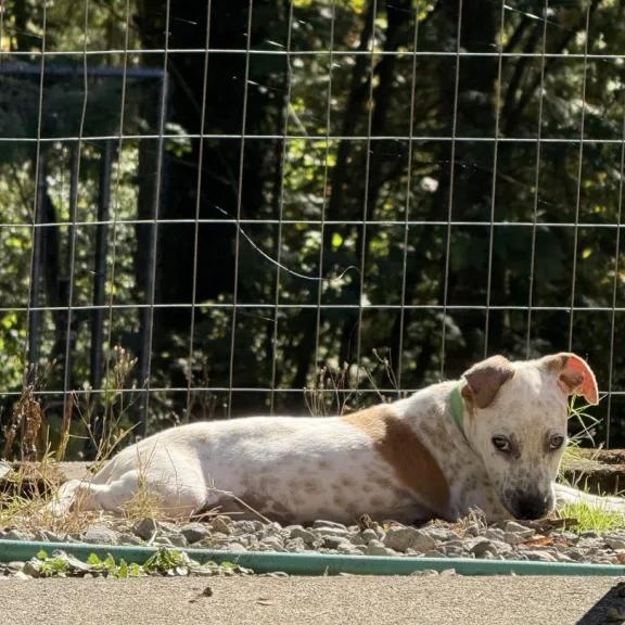 Enlarge Audi (Battle Ground, WA) - ADOPTED, a Adoptable mixed breed in Vancouver, WA image 3/5