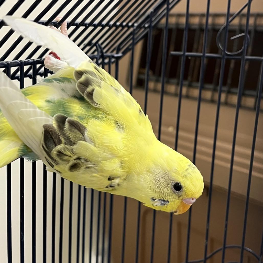 Enlarge Dandelion (Bonded with Dewdrop), a Adopted Parakeet (Other) in Oshkosh, WI image 1/5
