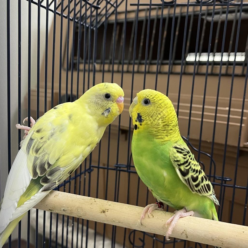 Dandelion (Bonded with Dewdrop), Adoptable, Young Female Parakeet (Other).