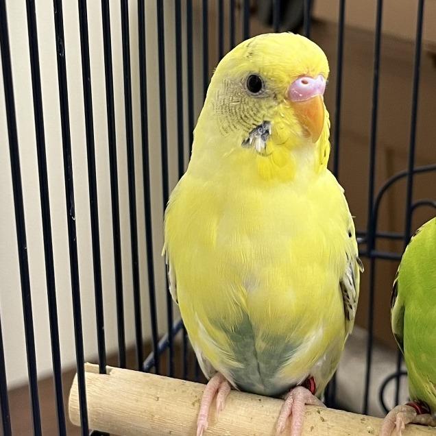 Enlarge Dandelion (Bonded with Dewdrop), a Adopted Parakeet (Other) in Oshkosh, WI image 3/5