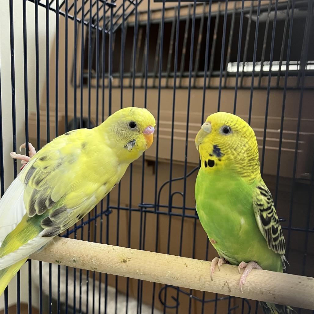 Enlarge Dandelion (Bonded with Dewdrop), a Adopted Parakeet (Other) in Oshkosh, WI image 5/5