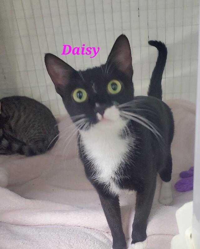 Enlarge Daisy, a Adoptable Domestic Short Hair in Diamond Springs, CA image 1/1