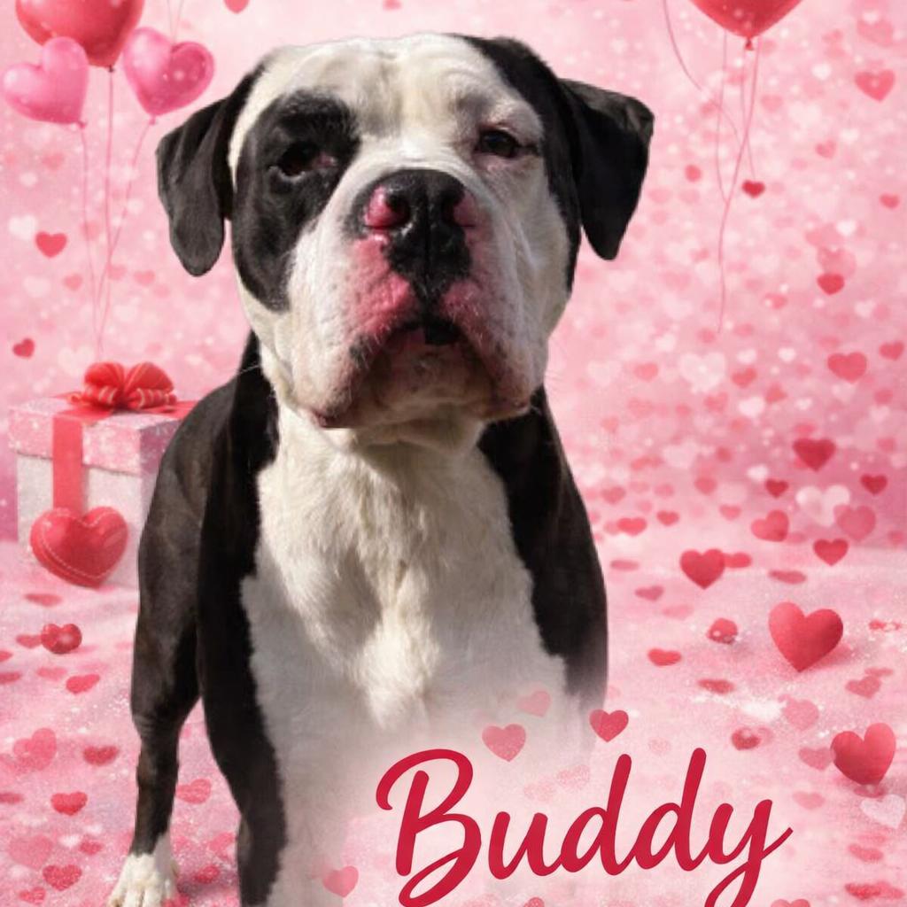 Enlarge Buddy, a ADOPTABLE mixed breed in Orangeburg, SC image 1/1