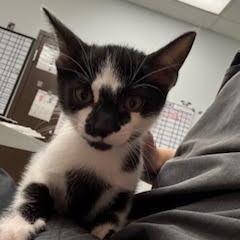 Enlarge Onslo, a Adoptable Domestic Short Hair in Durango, CO image 1/1