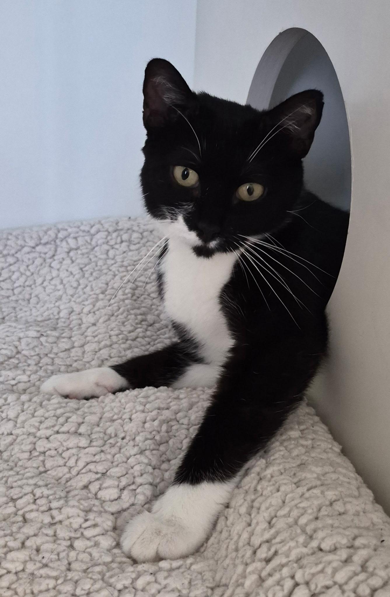 Poppy, ADOPTABLE, Young Female Domestic Short Hair.