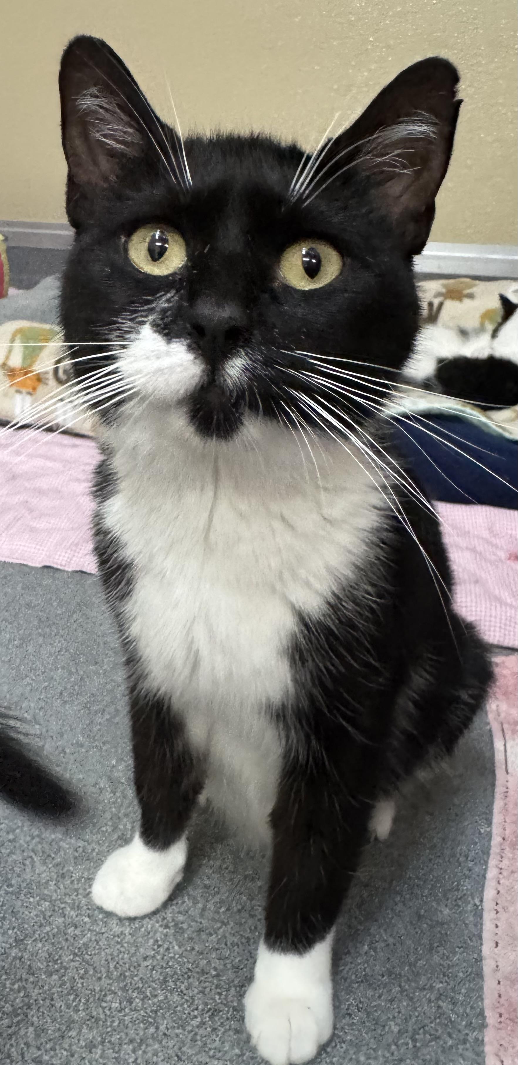 Poppy, a ADOPTABLE Domestic Short Hair in Tomah, WI image 3/3